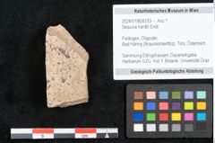 Foto (Objekt + Etikett) von Sequoia hardtii Endl. (NHMW-GEO-2024-0188-8233)